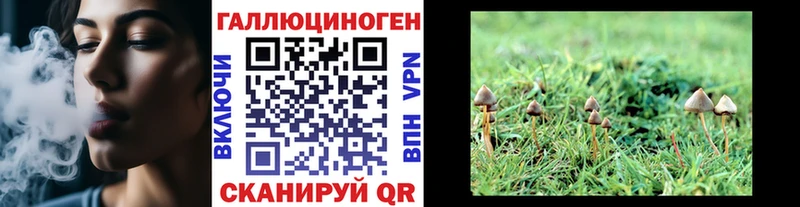 купить закладку  Дедовск  Псилоцибиновые грибы GOLDEN TEACHER 