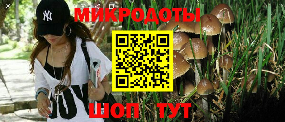 Галлюциногенные грибы Psilocybine cubensis Дедовск